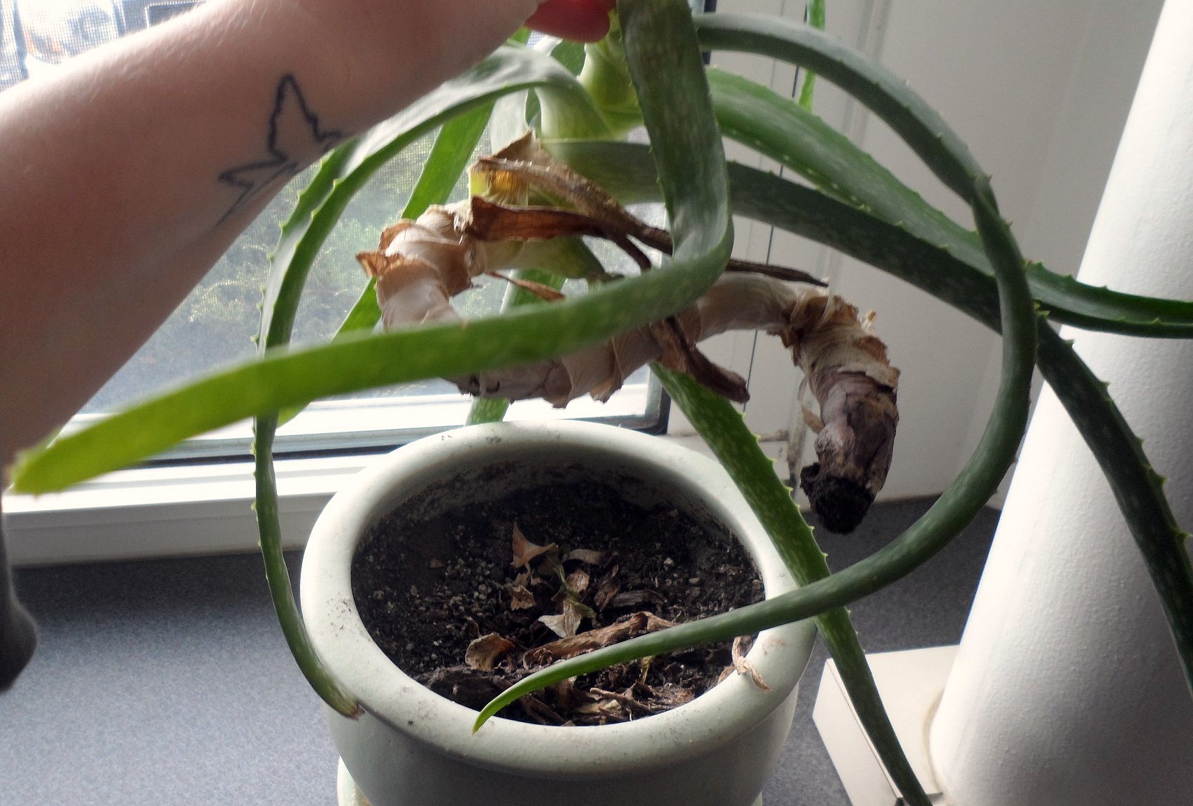 How To Revive A Dying Aloe Plant The Importance Of Being Quirky